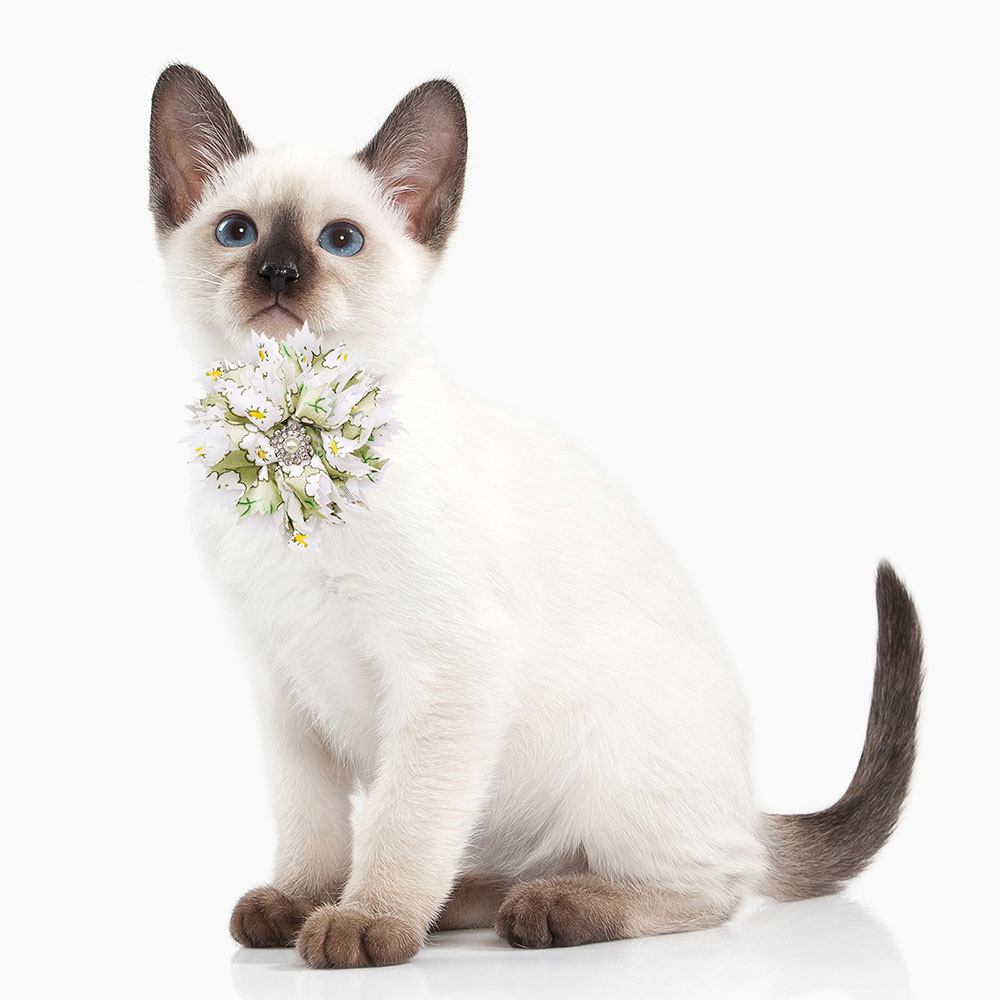 โบว์ผูกคอสุนัขน่ารักๆ10/20ชิ้น - Pet Supplies Co บทวิจารณ์และราคา