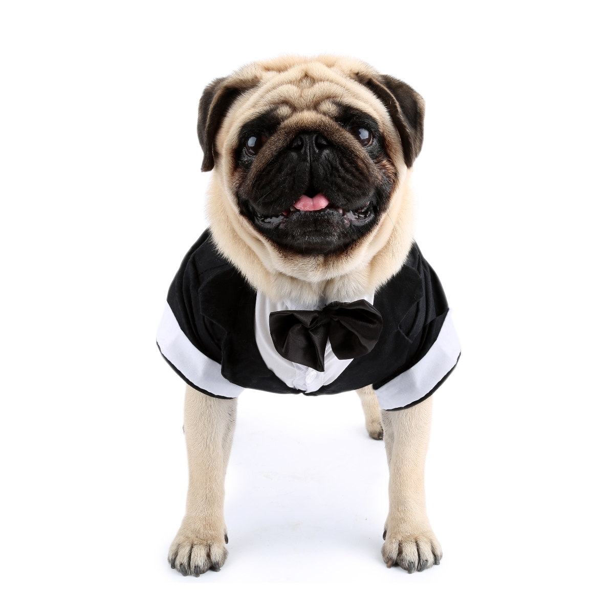 เสื้อสุนัขเสื้อผ้าลูกสุนัขชุดแ - Pet Supplies Co บทวิจารณ์และราคา